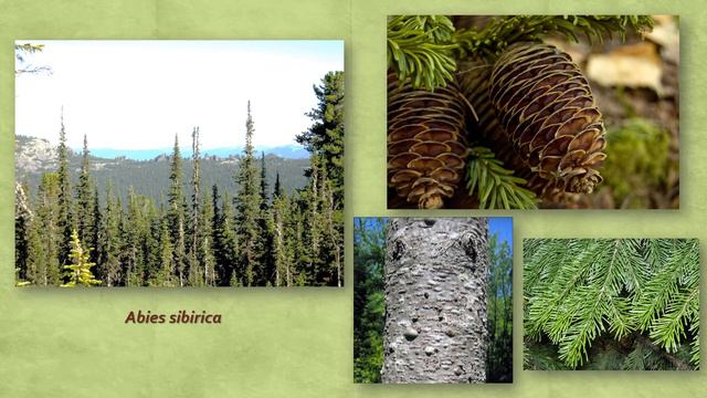 Голосеменные ч 2 смотреть онлайн