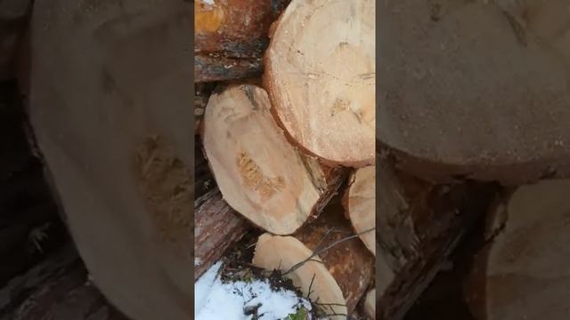 Пиловочник-гниловочник
