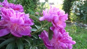 Пион СЕБАСТЬЯН МААСС ? Paeonia SEBASTIAAN MAAS: обзор, описание, цветение, отзыв