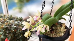 Sedirea japonica,что нужно чтоб она цвела. Седирея японская. Уход в домашних условиях.