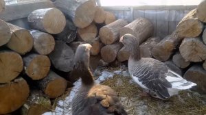 Гуси Комогоры 💥✊  (Камагоры)