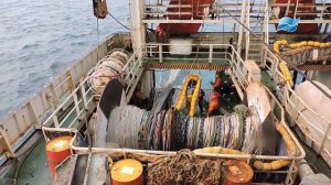 Herring fishing aboard of RSW-trawler Champion - Промысел сельди на борту СТР Чемпион