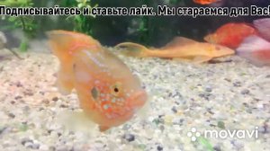 Хромисы Лифалили  (Hemichromis lifalili).