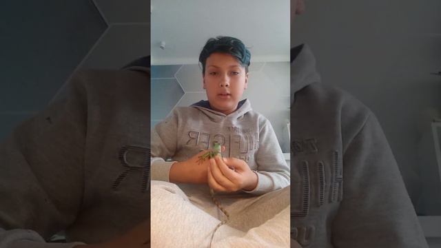 кормление шлемонсного василиска Боня (мучные черви) смотреть онлайн