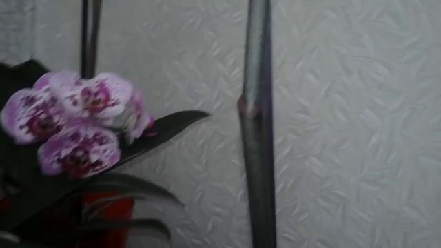 Что нужно делать чтобы ваши орхидеи постоянно цвели . смотреть онлайн