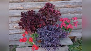 Осенняя рапсодия. Колеусы. Сентябрь 2022