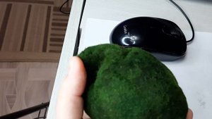 Большие Маримо Кладофора