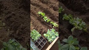 11.05.2021 начинаю высаживать эустому в теплицу.