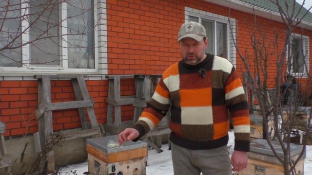 Отзыв о племенной матке Бакфаст от Евгения Рудь. пчеловодство смотреть онлайн