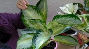 #Мои_комнатные_растения_2021 #Мои_аглаонемы #Уход_и_содержание_за_Аглаонемами