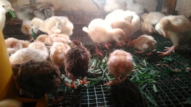 Индюшата едят траву. 01.05.2019. смотреть онлайн