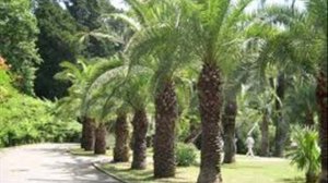 Сочи природа, Sochi nature, relaxation Black Sea