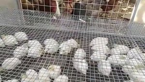 Яйценоскость кур ??вес перепелят в 14 дней ⚖️