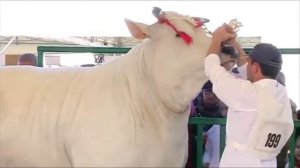 Кианская мясная порода коров | Мраморная говядина Кианина (Chianina)