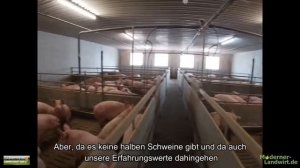 Schlimme Realität in Deutschen Schweineställen aufgedeckt.Tierschutz?