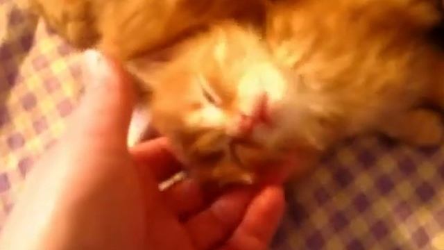 Страшное видео спящего котенка!!! смотреть онлайн