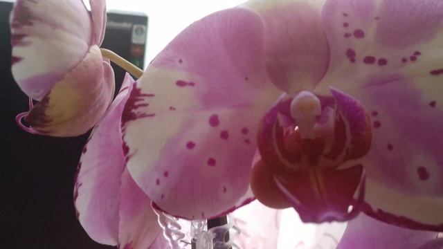 Обзор цветущих орхидей смотреть онлайн