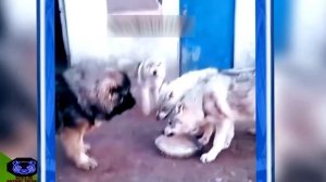CAUCASIAN Shepherd(Wolf killer)Scares Wolves(Pastor caucásico vs LOBOS)WOLVES VS КАВКАЗСКАЯ ОВЧАРКА