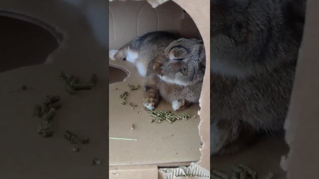 Bunny falling asleep in his castle