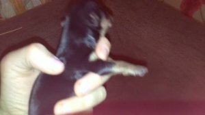 1-3день новорожденных Йорков. Питание , уход, лекарства