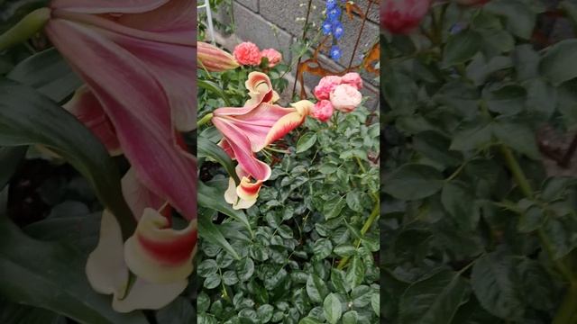 Разновидности Сортов моих Лилий ,Азиатки, Претти Вомен, Махровые (Ariental Dreams) и т.д смотреть онлайн