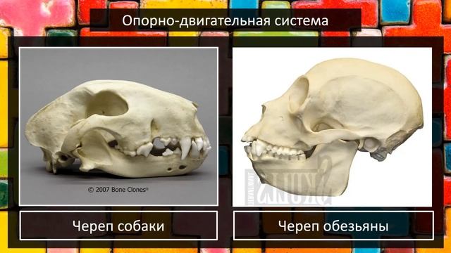 16. Признаки приматов 1 (ПС1А22) 21 ноября 2022 смотреть онлайн