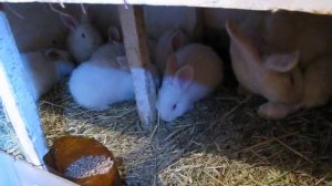 СОЛОМА КРОЛИКАМ ВМЕСТО СЕНА