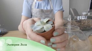 Сад из Суккулентов в старом чайнике | Композиция из Живых Выносливых растений
