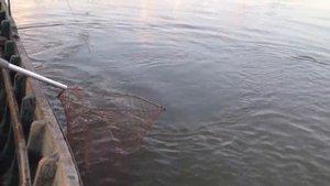 рыбалка на сома перемётами на вьюна в Вилково(часть процесса)