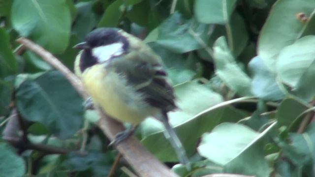 Синица на грушевом дереве смотреть онлайн