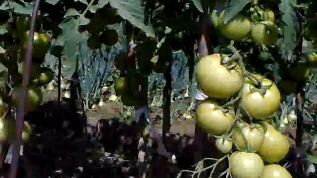 Тепличные помидоры в открытом грунте, в средней полосе России. Tomatoes in the open ground смотреть онлайн