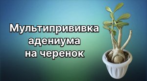 Я думала не получится, а ветка взяла и приросла! Удивительный черенок «Никулин». 4 апреля 2024 г.