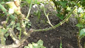 Обрезка роз перед укрытием ,которые НЕВОЗМОЖНО ПРИГНУТЬ !!!