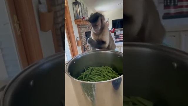 Обезьянка готовит кушать.