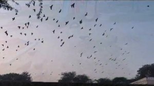 Прощайте Голуби Алёна Росс 2022г