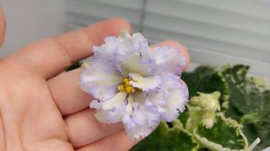 Фиалка ЛЕ-Злата