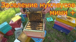 ЗАСЕНЕНИЕ нуклеусов МИНИ+   РАЗДАЧА МАТОЧНИКОВ!