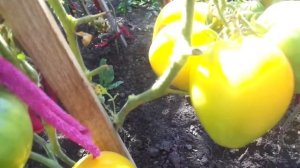 ТОМАТ ЗОЛОТЫЕ КУПОЛА. Видеообзор летний. Ольга Чернова.