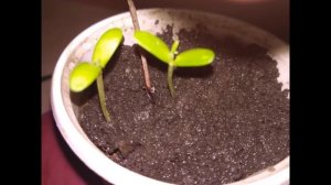 Облепиха.Сорт Чуйская. Часть 1.Выращивание из семян.