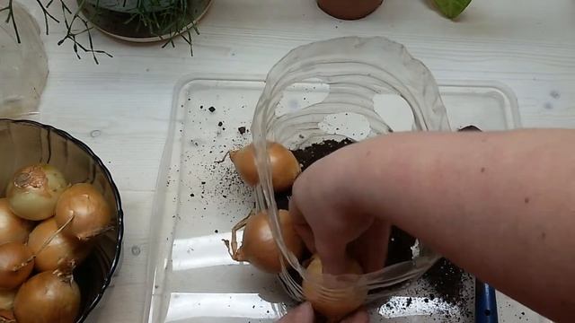 Компактное выращивание зелёного лука на подоконнике. смотреть онлайн