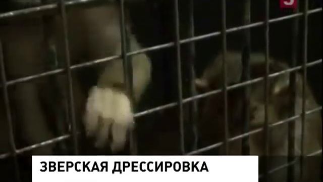 Зверская дрессировка смотреть онлайн