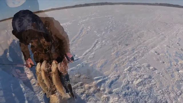 Эльдорадо по щуке! Зимняя рыбалка на жерлицы. смотреть онлайн