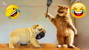 Самые смешные животные 2024 😍 Лучшие видео со смешными кошками и собаками 😻🐶 Часть 2