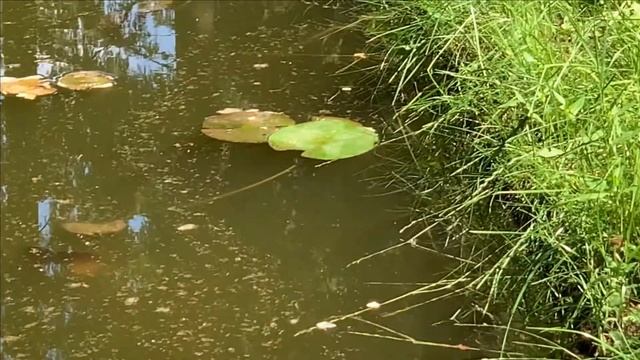 Карп Кои Неделя жизни в нашем пруду смотреть онлайн