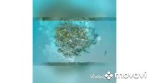 Легкий бульон из куриной грудки в скороварке