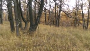 ОТПУСК В ДЕРЕВНЕ       С МАТВЕЕВКА 2018....СОРОЧИНСКОГО РАЙОНА ОРЕНБУРГСКОЙ ОБЛАСТИ