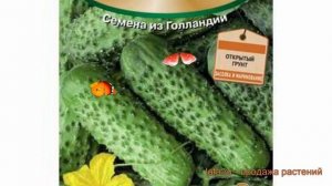 Огурец обыкновенный Надюша F1 (nadyusha f1) ? Надюша F1 обзор: как сажать, семена огурца Надюша F1