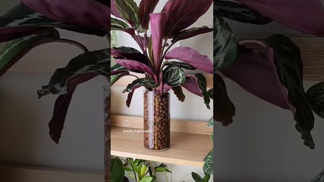 Calathea roseopicta repotting in LECA