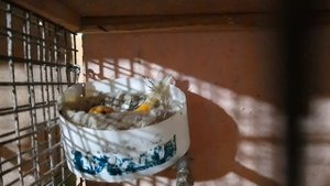 У канареек проверяем яйца на пригодность,Овоскопирование Яиц,как и для чего это делать