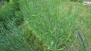 Эксперимент! Выращиваем озимую пшеницу, посеяв 37 грамм.